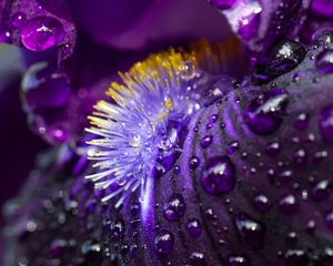 Preview wallpaper petals, flower, macro, drops, water