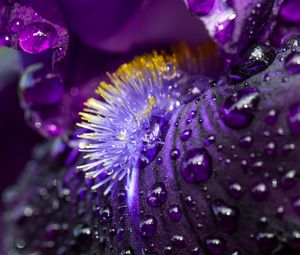 Preview wallpaper petals, flower, macro, drops, water