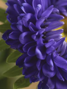 Preview wallpaper petals, flower, macro, blue