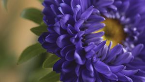 Preview wallpaper petals, flower, macro, blue