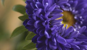 Preview wallpaper petals, flower, macro, blue