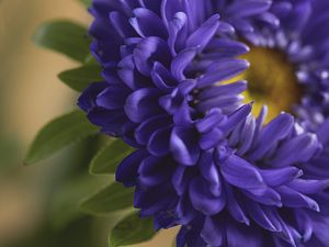 Preview wallpaper petals, flower, macro, blue