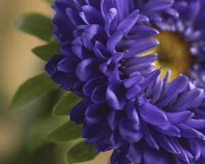 Preview wallpaper petals, flower, macro, blue