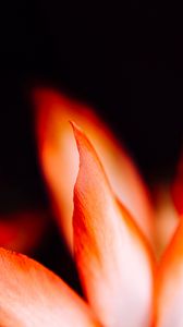 Preview wallpaper petals, flower, macro, red