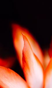 Preview wallpaper petals, flower, macro, red