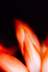 Preview wallpaper petals, flower, macro, red