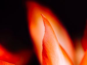 Preview wallpaper petals, flower, macro, red