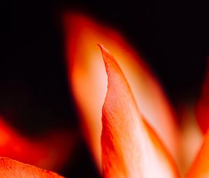 Preview wallpaper petals, flower, macro, red