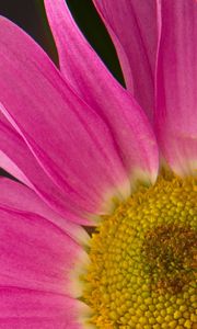 Preview wallpaper petals, flower, macro, pink