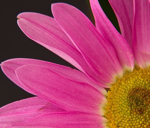 Preview wallpaper petals, flower, macro, pink