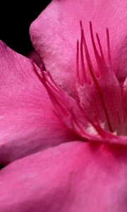 Preview wallpaper petals, flower, macro, pink, velvet