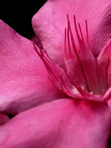 Preview wallpaper petals, flower, macro, pink, velvet