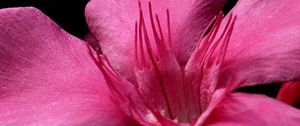 Preview wallpaper petals, flower, macro, pink, velvet