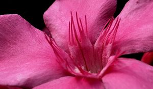 Preview wallpaper petals, flower, macro, pink, velvet