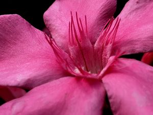 Preview wallpaper petals, flower, macro, pink, velvet