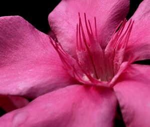 Preview wallpaper petals, flower, macro, pink, velvet