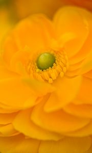 Preview wallpaper petals, flower, macro, yellow