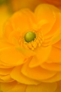 Preview wallpaper petals, flower, macro, yellow