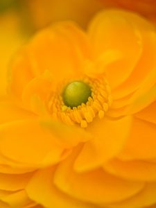 Preview wallpaper petals, flower, macro, yellow