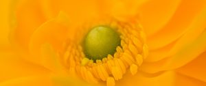 Preview wallpaper petals, flower, macro, yellow