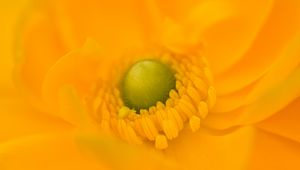 Preview wallpaper petals, flower, macro, yellow