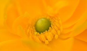 Preview wallpaper petals, flower, macro, yellow