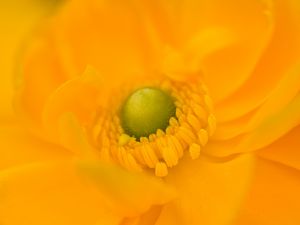 Preview wallpaper petals, flower, macro, yellow