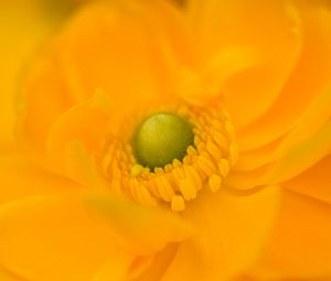 Preview wallpaper petals, flower, macro, yellow