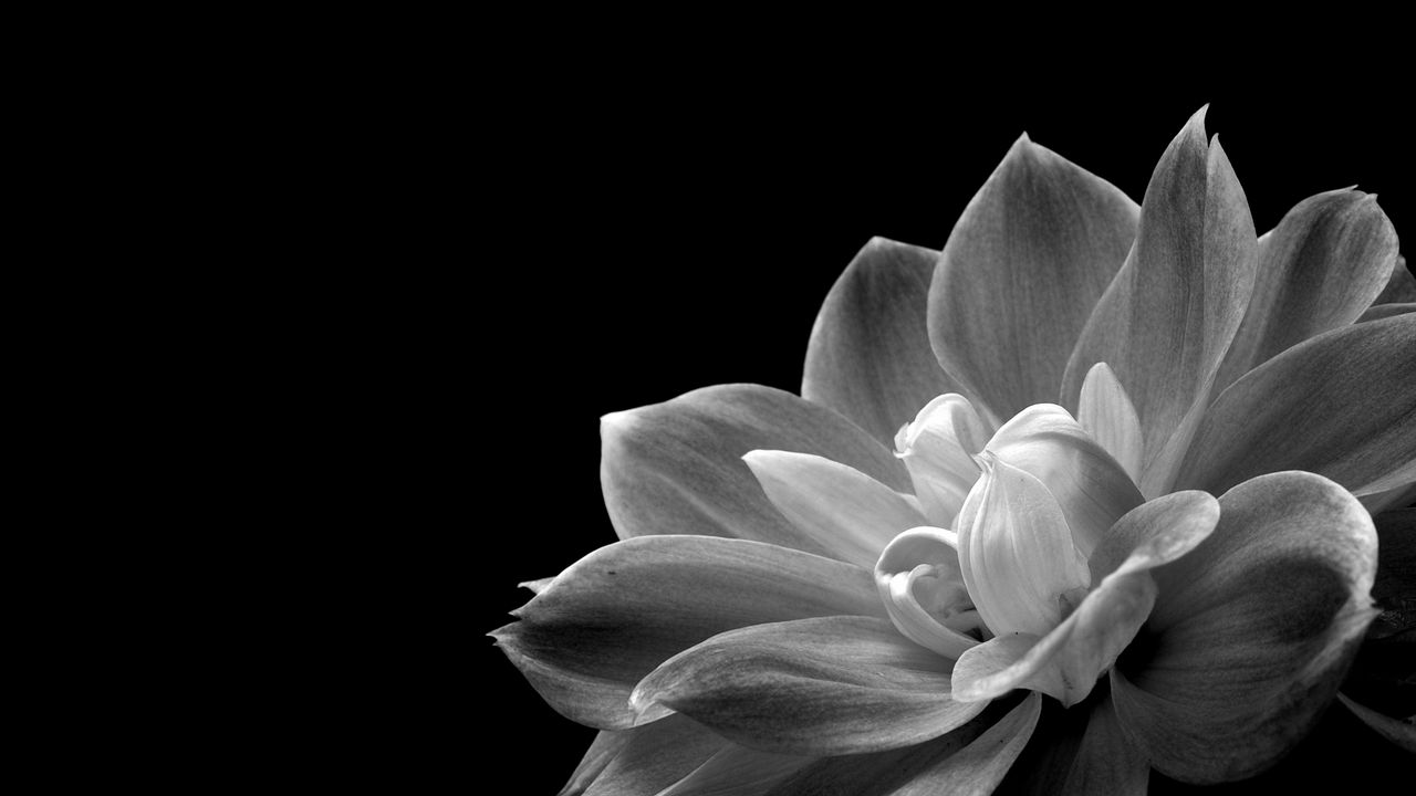 Wallpaper petals, flower, macro, black and white