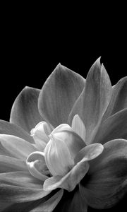 Preview wallpaper petals, flower, macro, black and white