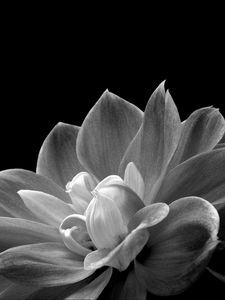 Preview wallpaper petals, flower, macro, black and white