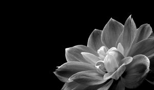 Preview wallpaper petals, flower, macro, black and white