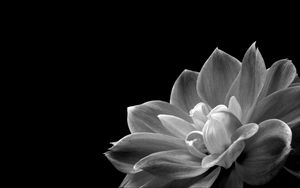 Preview wallpaper petals, flower, macro, black and white