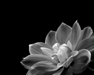 Preview wallpaper petals, flower, macro, black and white