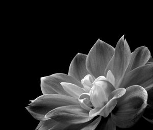 Preview wallpaper petals, flower, macro, black and white