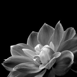 Preview wallpaper petals, flower, macro, black and white