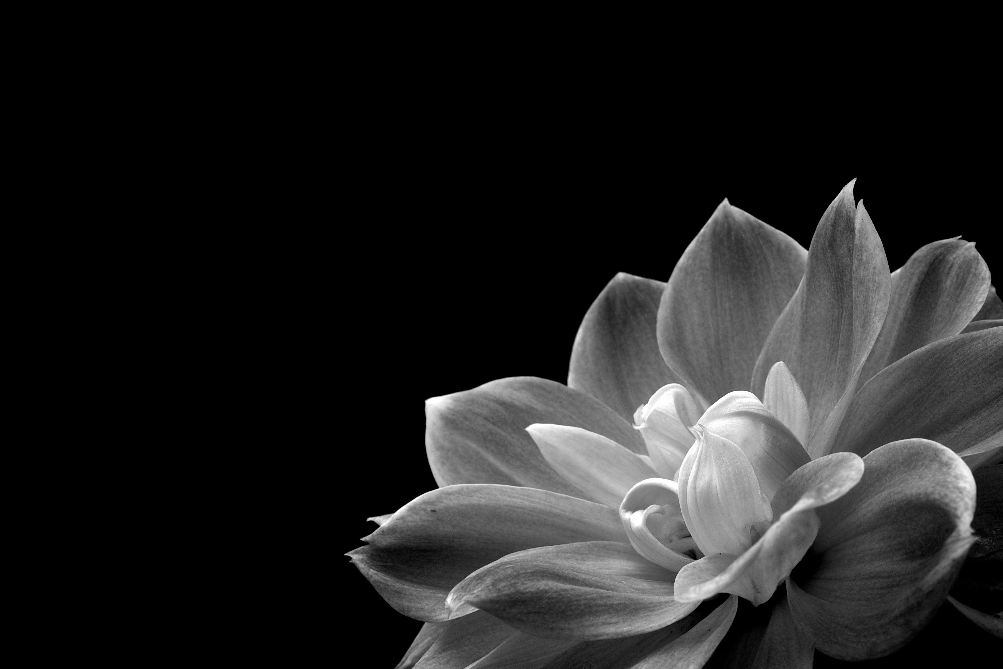 Download wallpaper 3386x2257 petals, flower, macro, black and white hd