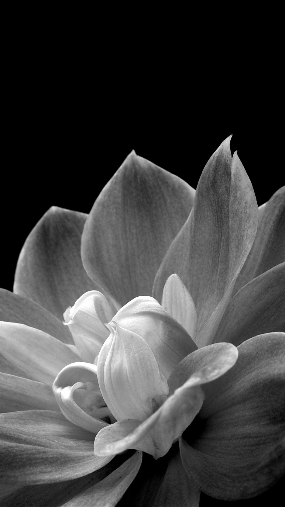 Download wallpaper 938x1668 petals, flower, macro, black and white