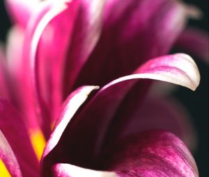 Preview wallpaper petals, flower, macro, blur