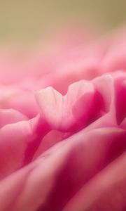 Preview wallpaper petals, flower, pink, macro, blur