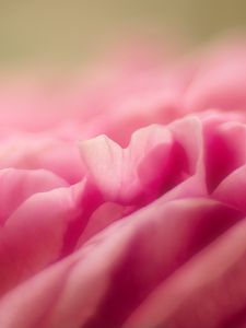 Preview wallpaper petals, flower, pink, macro, blur