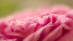 Preview wallpaper petals, flower, pink, macro, blur