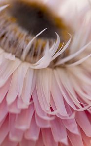 Preview wallpaper petals, flower, pink, macro