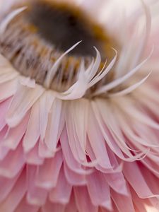 Preview wallpaper petals, flower, pink, macro