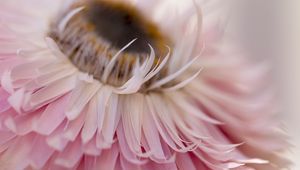 Preview wallpaper petals, flower, pink, macro