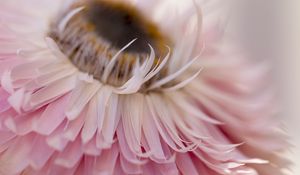 Preview wallpaper petals, flower, pink, macro