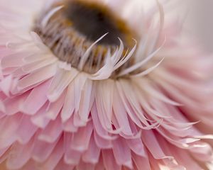 Preview wallpaper petals, flower, pink, macro