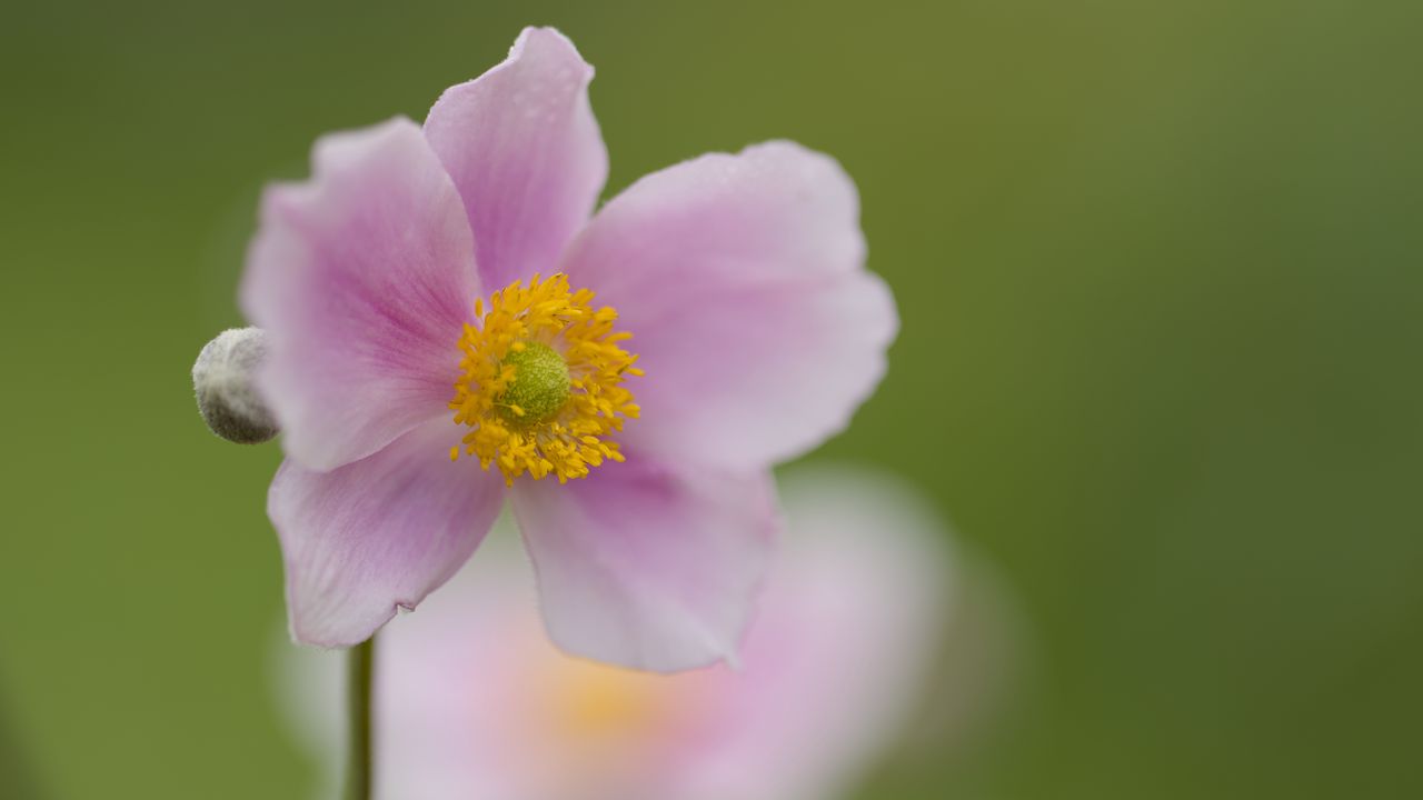 Wallpaper petals, flower, plant, nature