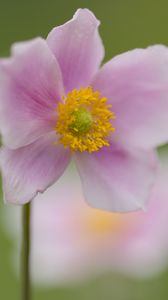 Preview wallpaper petals, flower, plant, nature