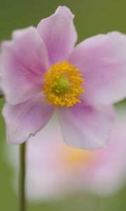 Preview wallpaper petals, flower, plant, nature